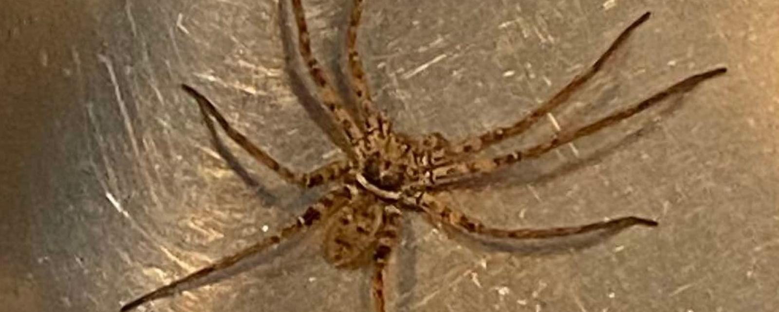 What pests &amp; insects can I expect if I live near the coast?